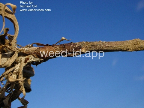 knapweed, Russian